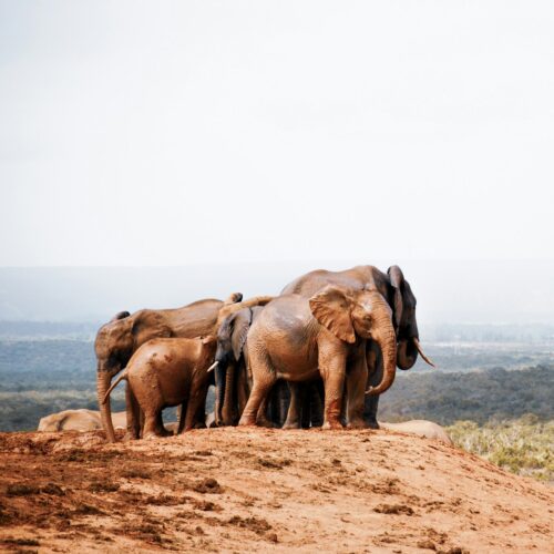 group of elephants standing on brown field