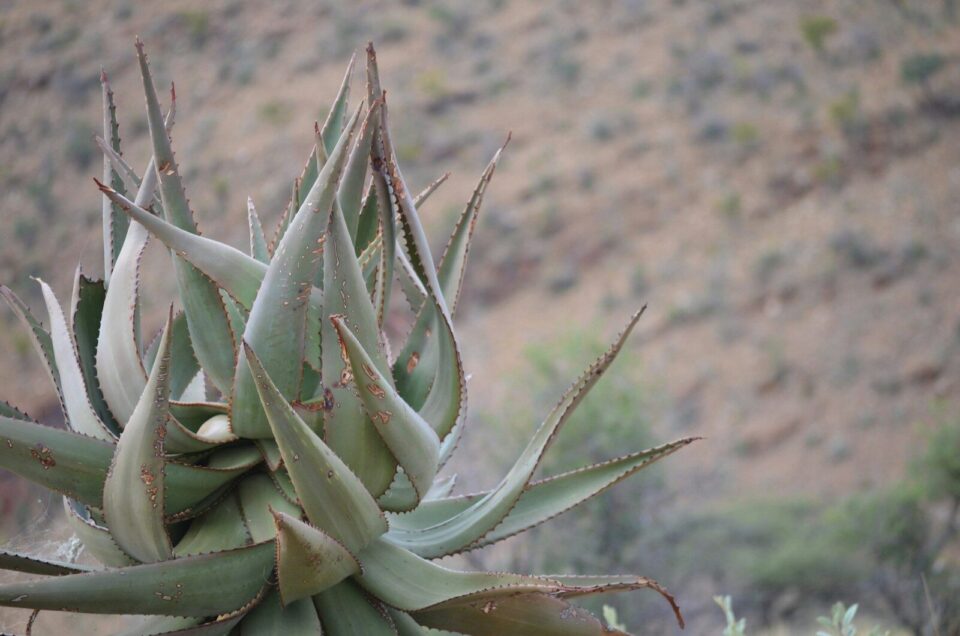 A spiky aloe vera plant in a dry landscape.