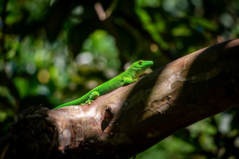A green lizard sitting on top of a tree branch