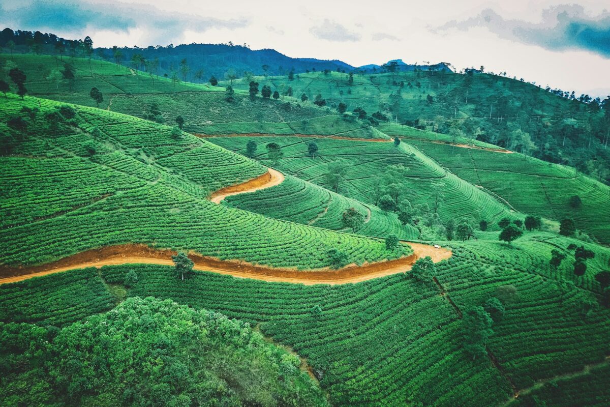 aerial photography of green fields during daytime